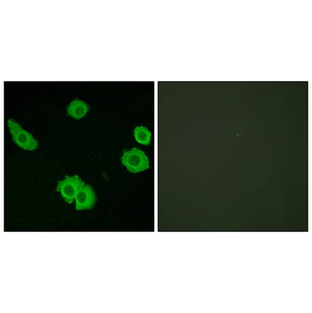 Immunofluorescence - Anti-BAI3 Antibody (G215) - Antibodies.com