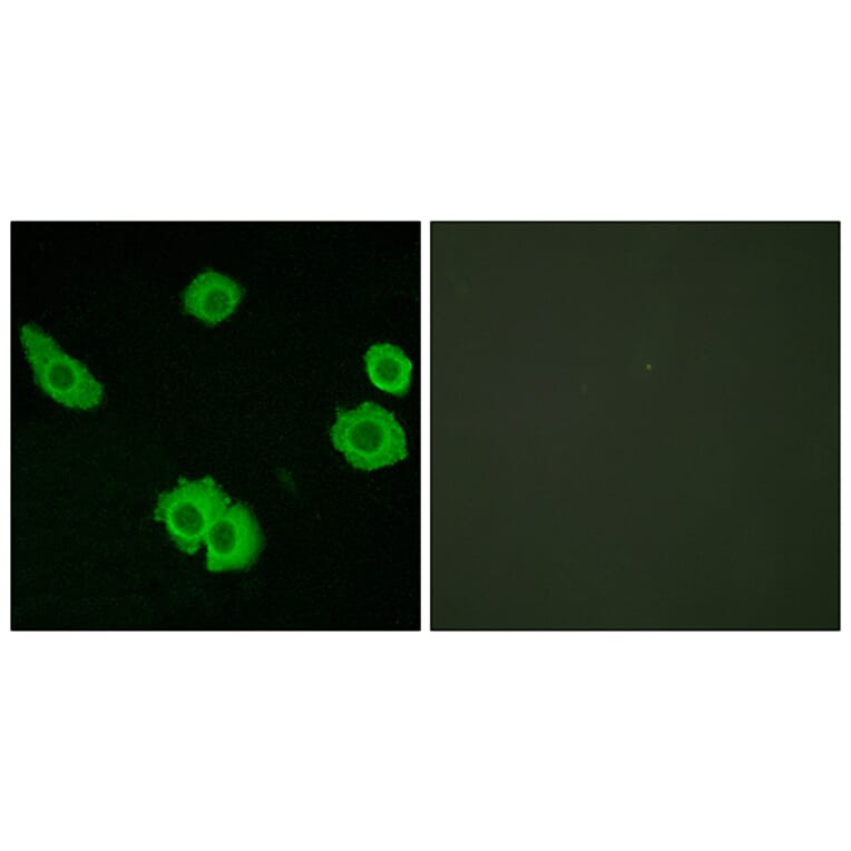 Immunofluorescence - Anti-BAI3 Antibody (G215) - Antibodies.com