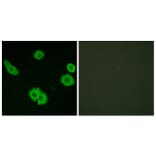 Immunofluorescence - Anti-BAI3 Antibody (G215) - Antibodies.com