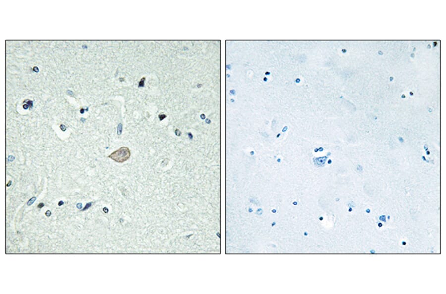Immunohistochemistry - Anti-BAI3 Antibody (G215) - Antibodies.com