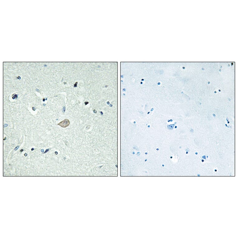 Immunohistochemistry - Anti-BAI3 Antibody (G215) - Antibodies.com