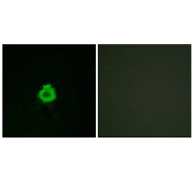 Immunofluorescence - Anti-BAI2 Antibody (G214) - Antibodies.com