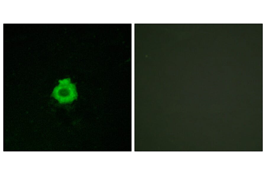 Immunofluorescence - Anti-BAI2 Antibody (G214) - Antibodies.com