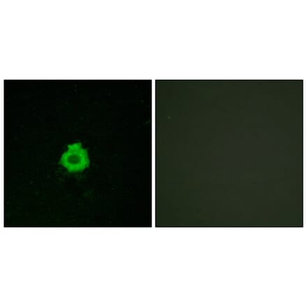 Immunofluorescence - Anti-BAI2 Antibody (G214) - Antibodies.com