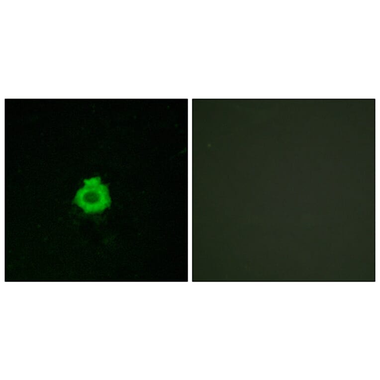 Immunofluorescence - Anti-BAI2 Antibody (G214) - Antibodies.com