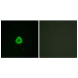 Immunofluorescence - Anti-BAI2 Antibody (G214) - Antibodies.com