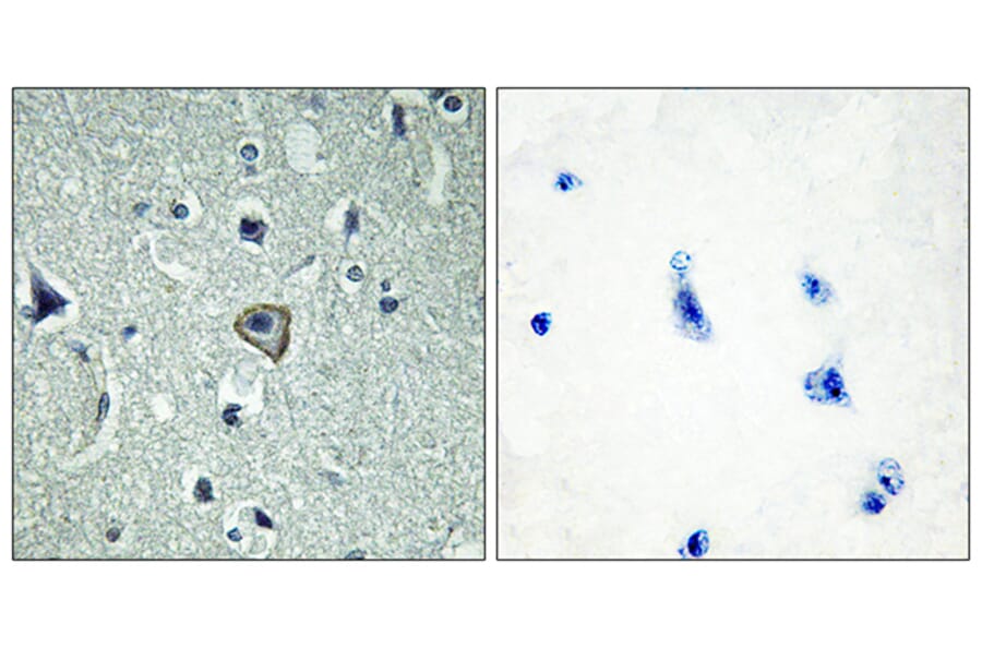 Immunohistochemistry - Anti-BAI2 Antibody (G214) - Antibodies.com