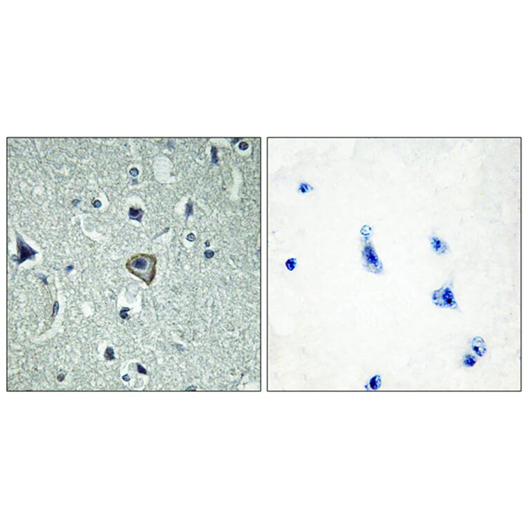 Immunohistochemistry - Anti-BAI2 Antibody (G214) - Antibodies.com