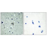 Immunohistochemistry - Anti-BAI2 Antibody (G214) - Antibodies.com