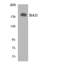 Western Blot - Anti-BAI1 Antibody (R12-2534) - Antibodies.com