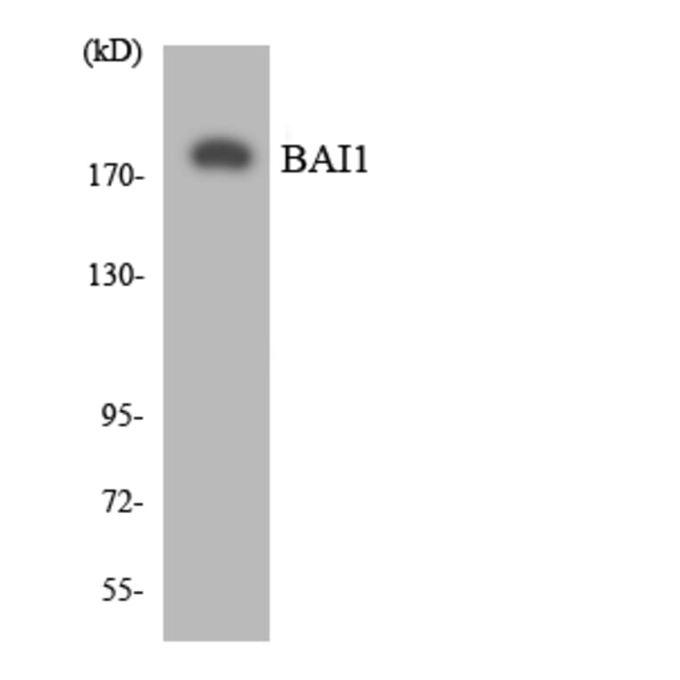 Western Blot - Anti-BAI1 Antibody (R12-2534) - Antibodies.com