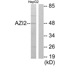 Western Blot - Anti-AZI2 Antibody (C11698) - Antibodies.com