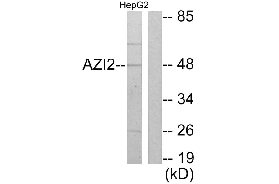 Western Blot - Anti-AZI2 Antibody (C11698) - Antibodies.com