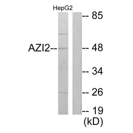 Western Blot - Anti-AZI2 Antibody (C11698) - Antibodies.com