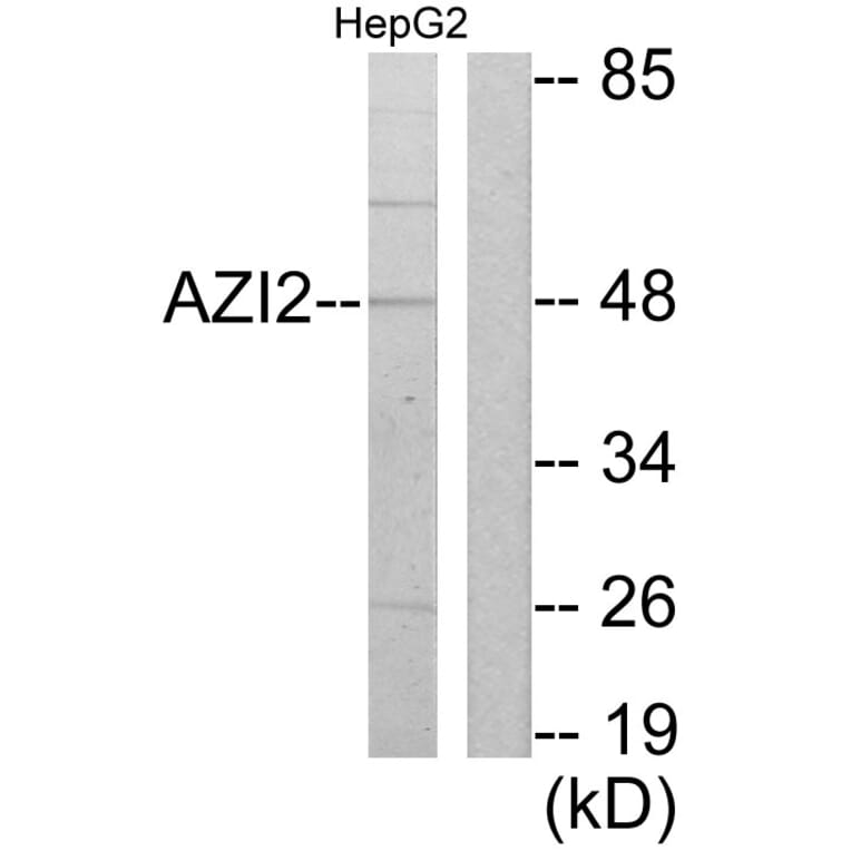 Western Blot - Anti-AZI2 Antibody (C11698) - Antibodies.com