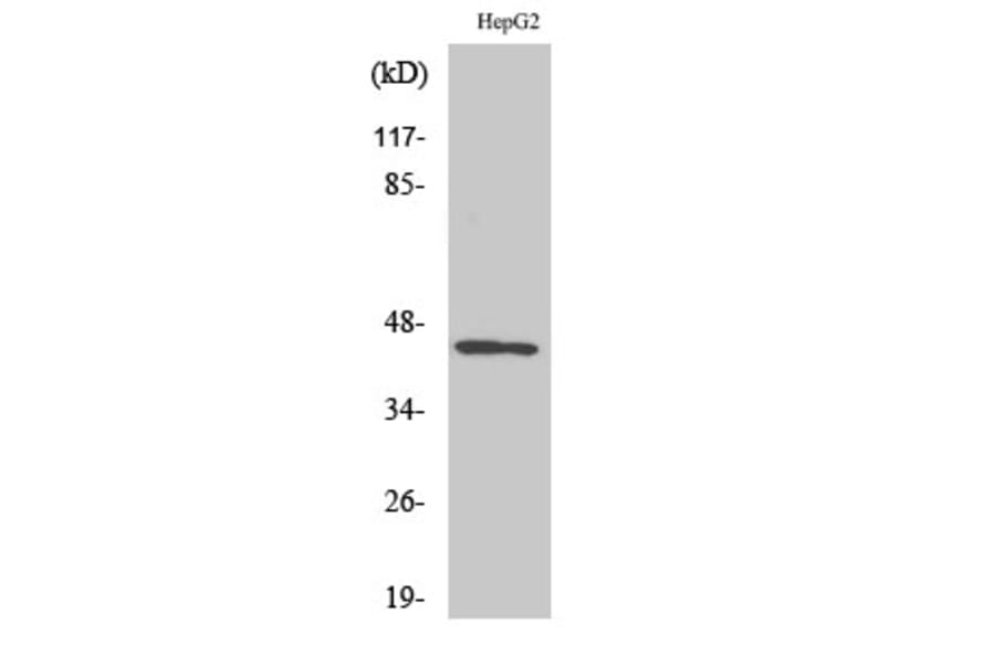 Western Blot - Anti-AZI2 Antibody (C11698) - Antibodies.com