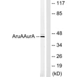 Western Blot - Anti-AurA Antibody (B1132) - Antibodies.com