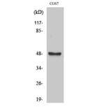 Western Blot - Anti-AurA Antibody (B1132) - Antibodies.com