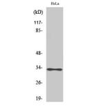 Western Blot - Anti-ATPG Antibody (C14596) - Antibodies.com