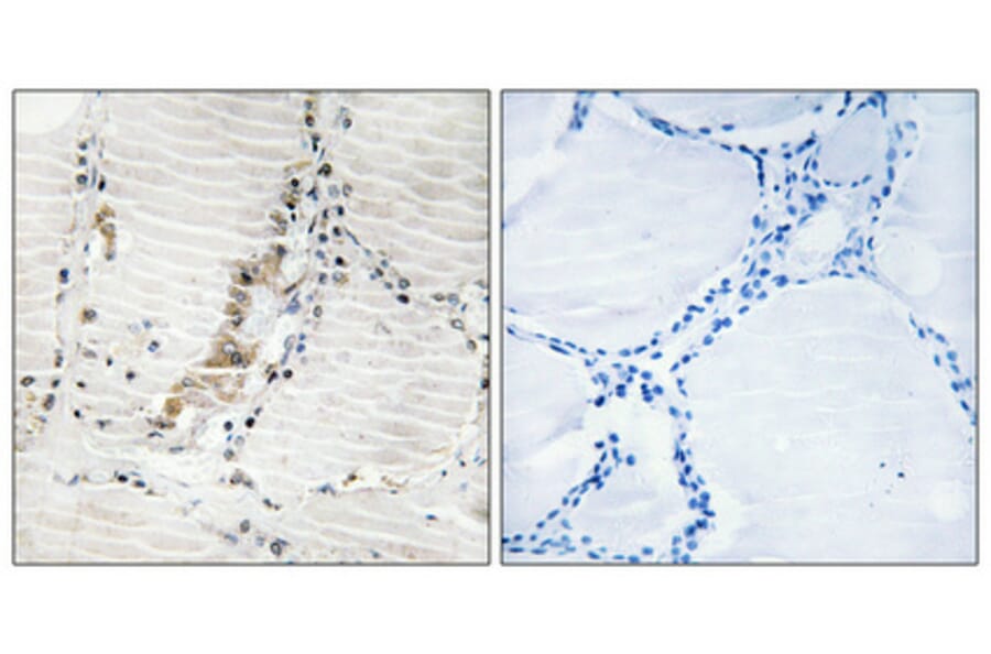 Immunohistochemistry - Anti-ATPG Antibody (C14596) - Antibodies.com