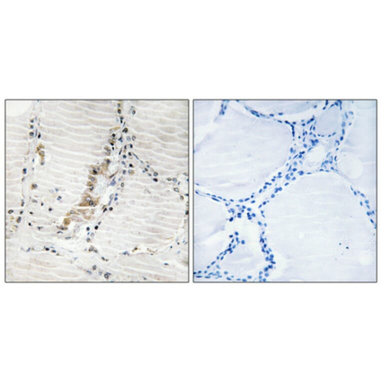 Immunohistochemistry - Anti-ATPG Antibody (C14596) - Antibodies.com