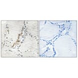 Immunohistochemistry - Anti-ATPG Antibody (C14596) - Antibodies.com