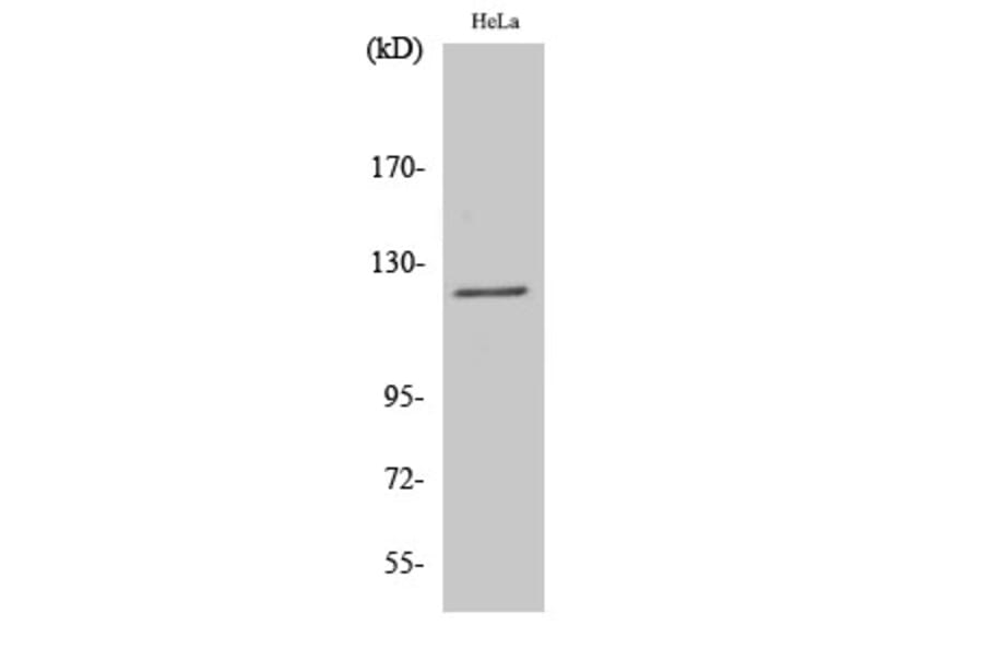 Western Blot - Anti-ATN1 Antibody (C14668) - Antibodies.com