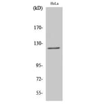Western Blot - Anti-ATN1 Antibody (C14668) - Antibodies.com