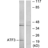 Western Blot - Anti-ATF3 Antibody (C10420) - Antibodies.com