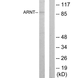 Western Blot - Anti-ARNT Antibody (C10491) - Antibodies.com