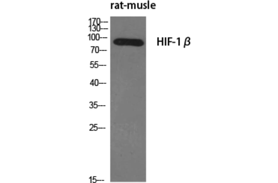 Western Blot - Anti-ARNT Antibody (C10491) - Antibodies.com