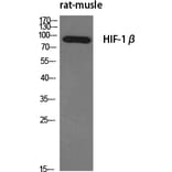 Western Blot - Anti-ARNT Antibody (C10491) - Antibodies.com