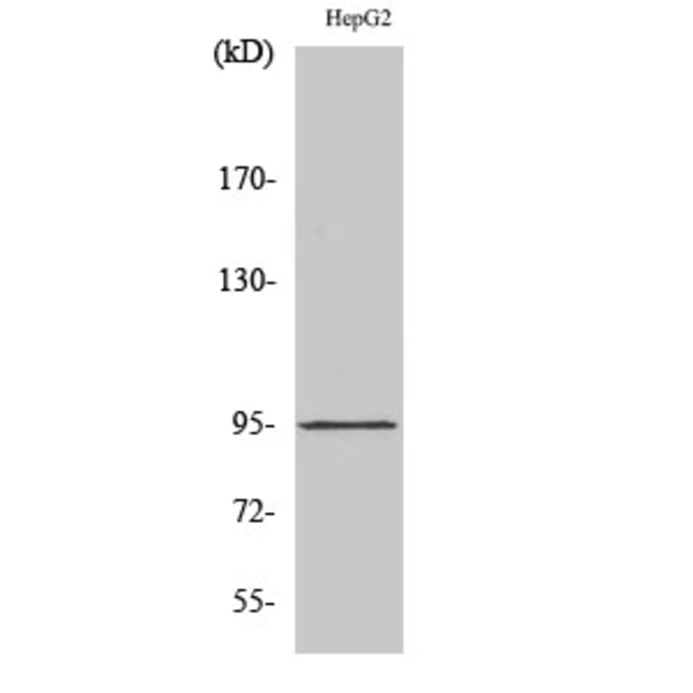 Western Blot - Anti-ARNT Antibody (C10491) - Antibodies.com