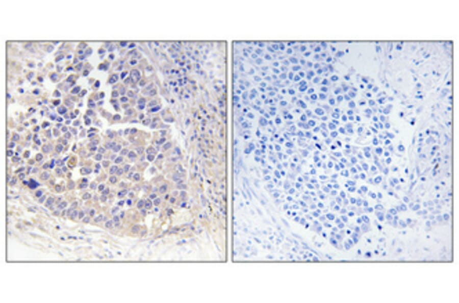 Immunohistochemistry - Anti-ARF4 Antibody (C14342) - Antibodies.com