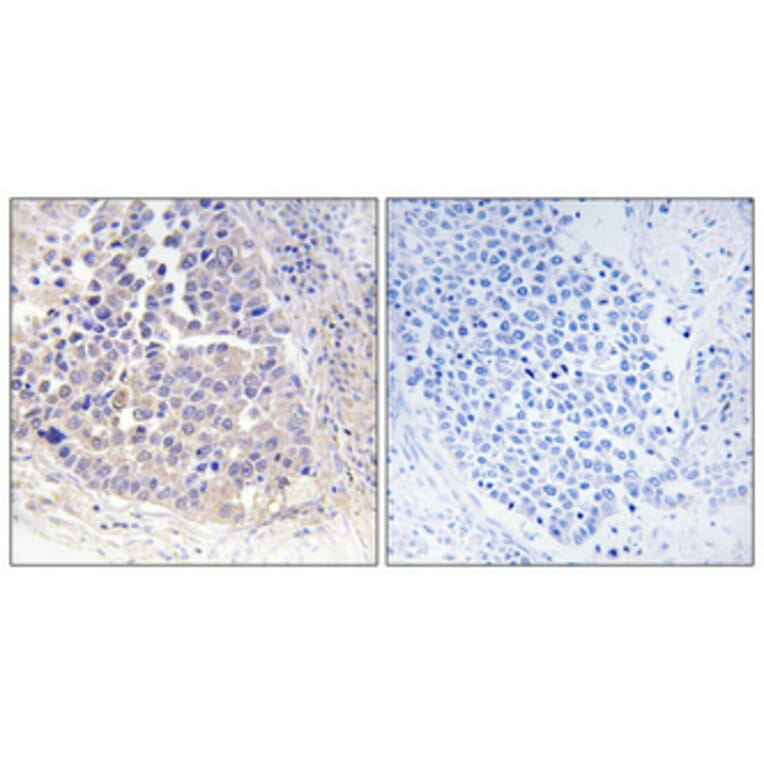 Immunohistochemistry - Anti-ARF4 Antibody (C14342) - Antibodies.com