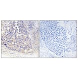 Immunohistochemistry - Anti-ARF4 Antibody (C14342) - Antibodies.com