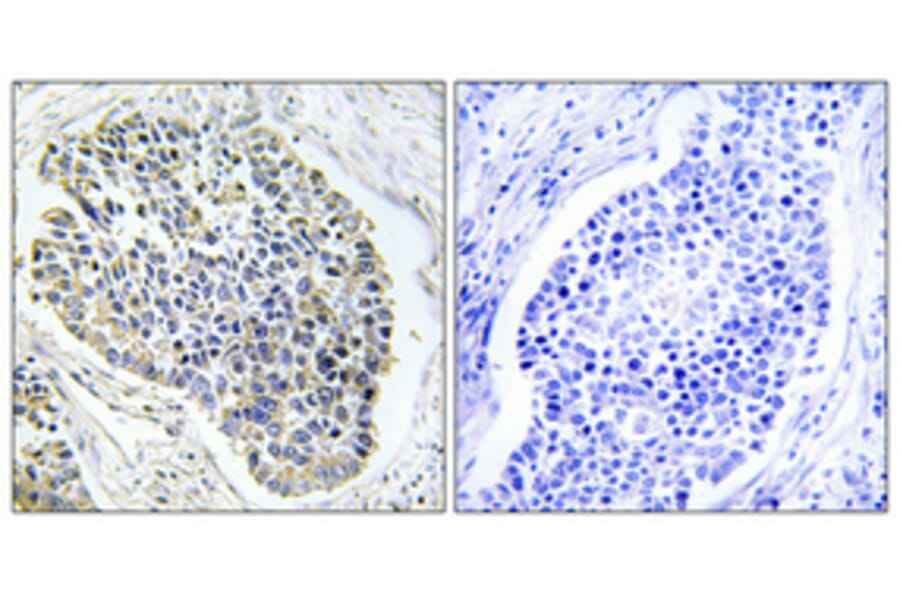Immunohistochemistry - Anti-ARF4 Antibody (C14342) - Antibodies.com