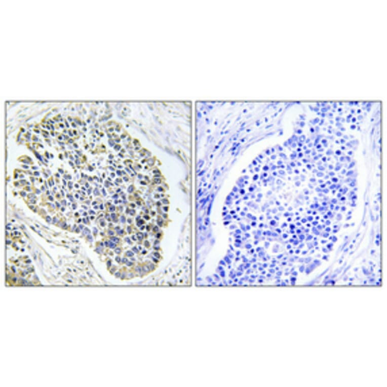 Immunohistochemistry - Anti-ARF4 Antibody (C14342) - Antibodies.com