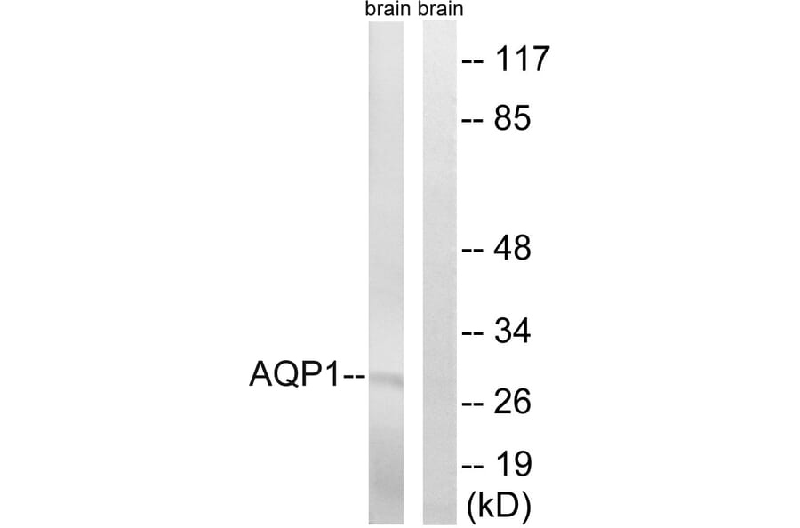 Western Blot - Anti-AQP1 Antibody (C14546) - Antibodies.com