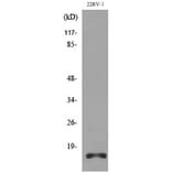 Western Blot - Anti-APLN Antibody (C30061) - Antibodies.com