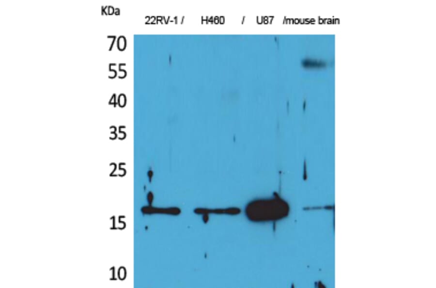 Western Blot - Anti-APLN Antibody (C30061) - Antibodies.com