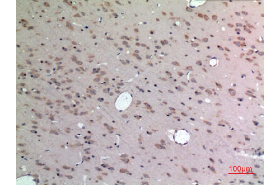 Immunohistochemistry - Anti-APLN Antibody (C30061) - Antibodies.com