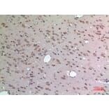 Immunohistochemistry - Anti-APLN Antibody (C30061) - Antibodies.com