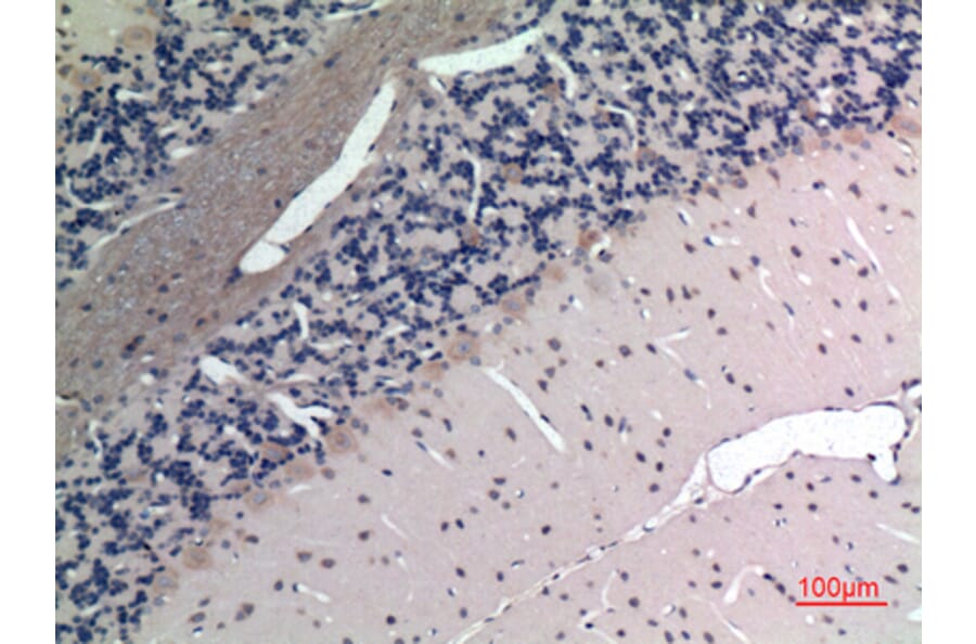 Immunohistochemistry - Anti-APLN Antibody (C30061) - Antibodies.com