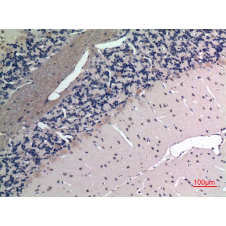 Immunohistochemistry - Anti-APLN Antibody (C30061) - Antibodies.com