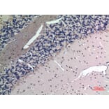 Immunohistochemistry - Anti-APLN Antibody (C30061) - Antibodies.com