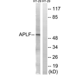 Western Blot - Anti-APLF Antibody (B8291) - Antibodies.com