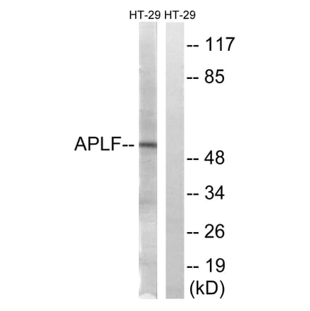 Western Blot - Anti-APLF Antibody (B8291) - Antibodies.com
