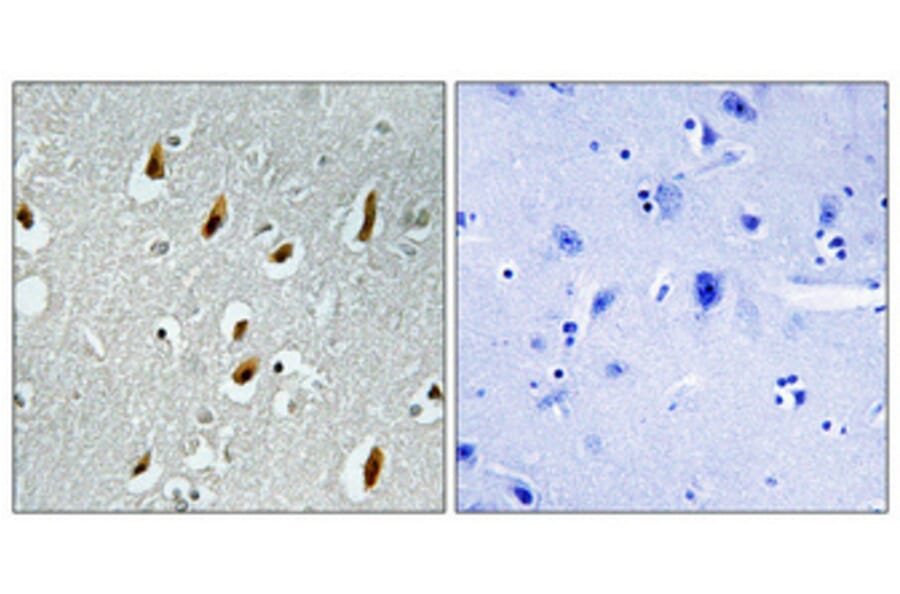 Immunohistochemistry - Anti-APC6 Antibody (C12166) - Antibodies.com