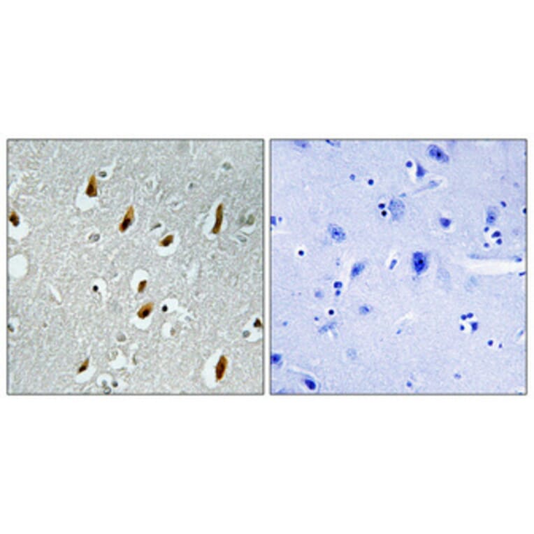 Immunohistochemistry - Anti-APC6 Antibody (C12166) - Antibodies.com